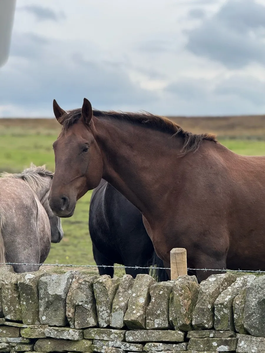 ID Broodmare… Mare or Mare with foal at foot