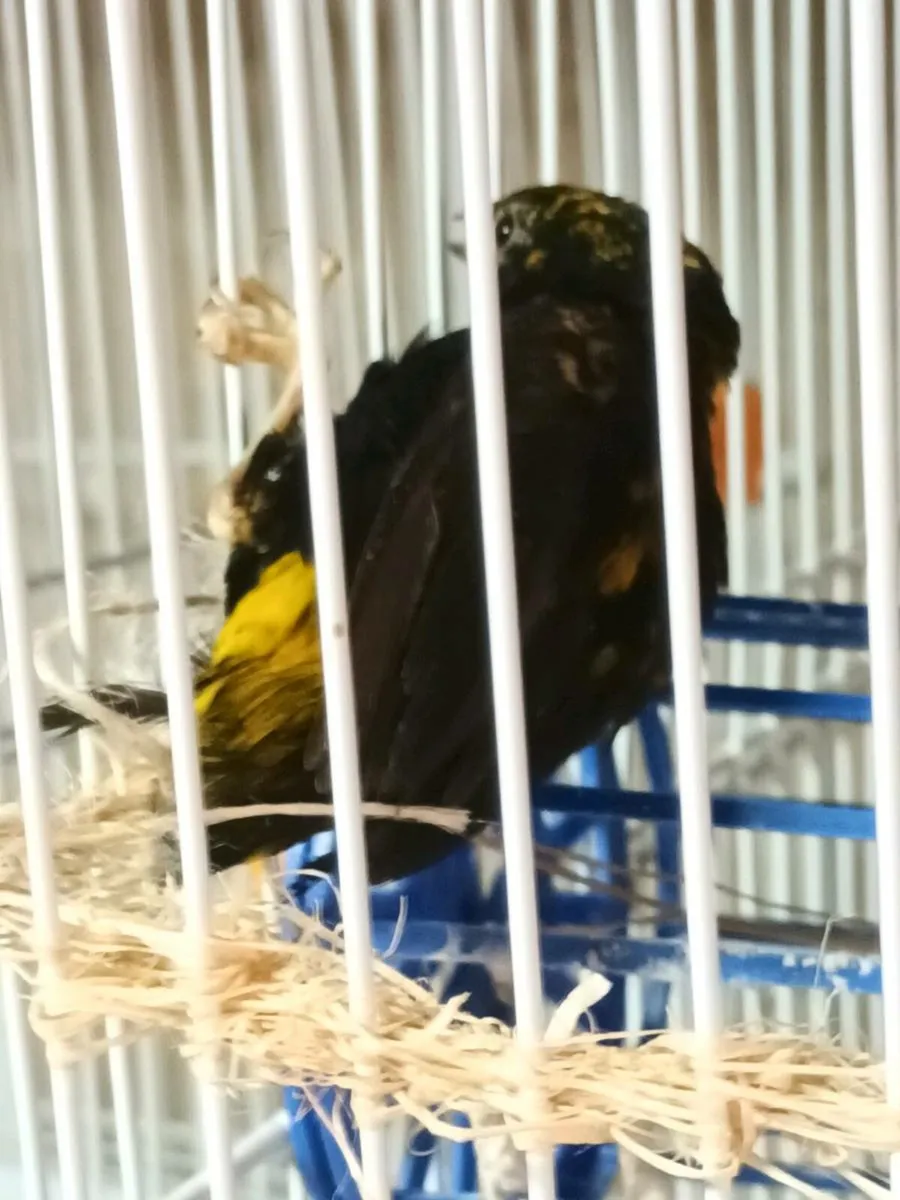 Finches For Sale - Image 1