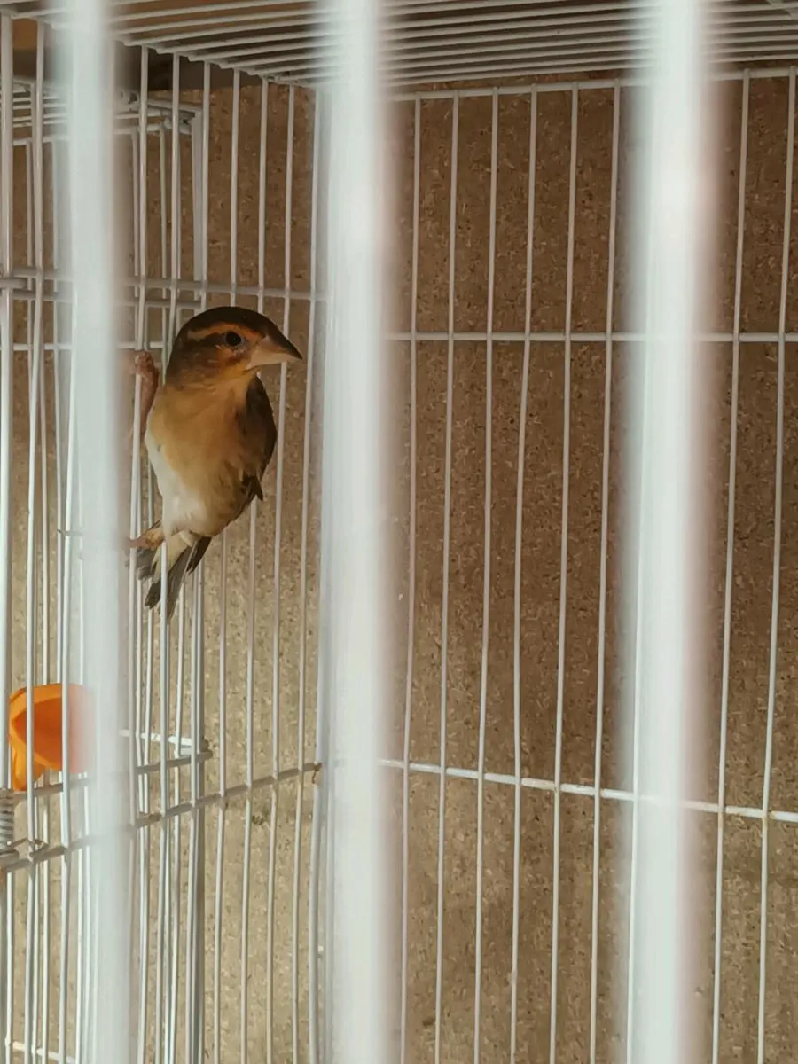 Finches For Sale - Image 2