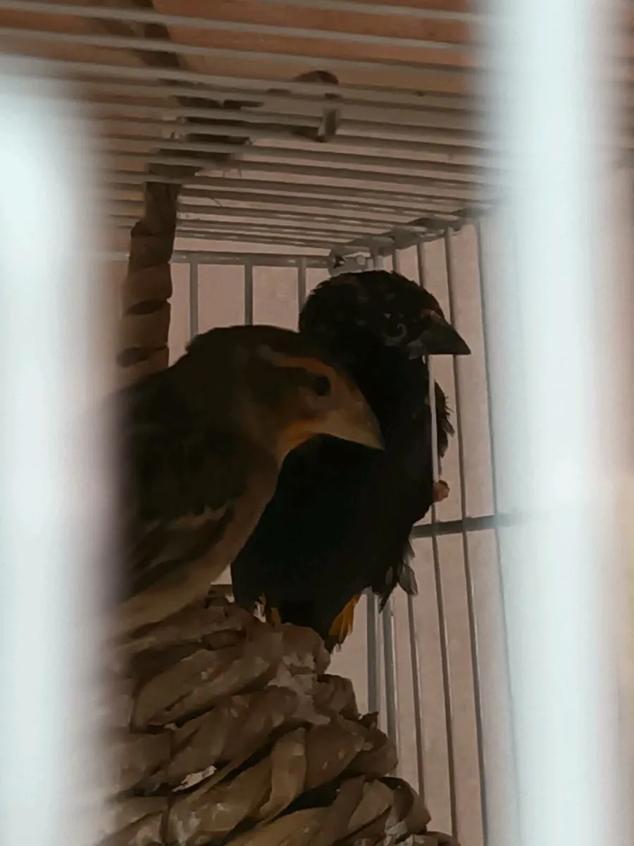 Finches For Sale - Image 3