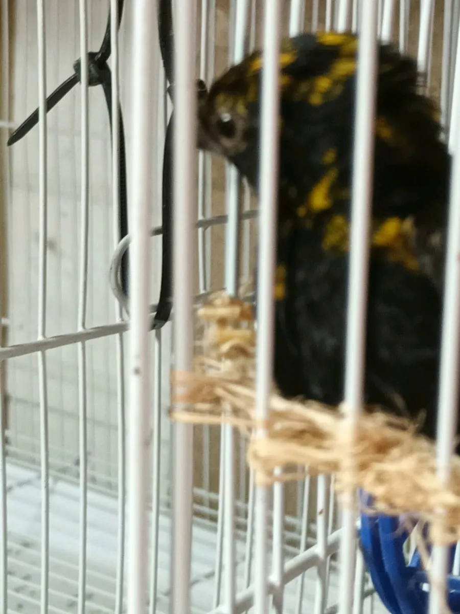 Finches For Sale - Image 4