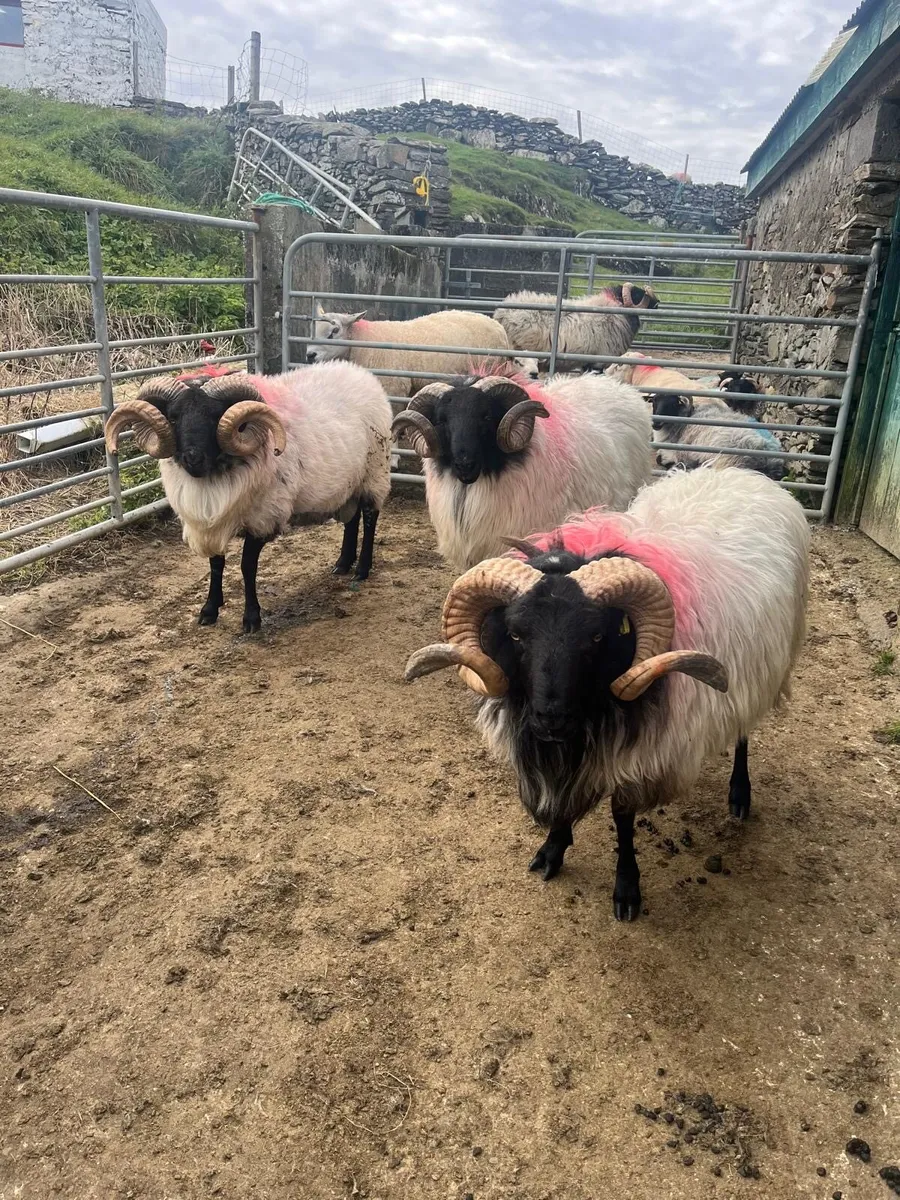 Rams - Image 1