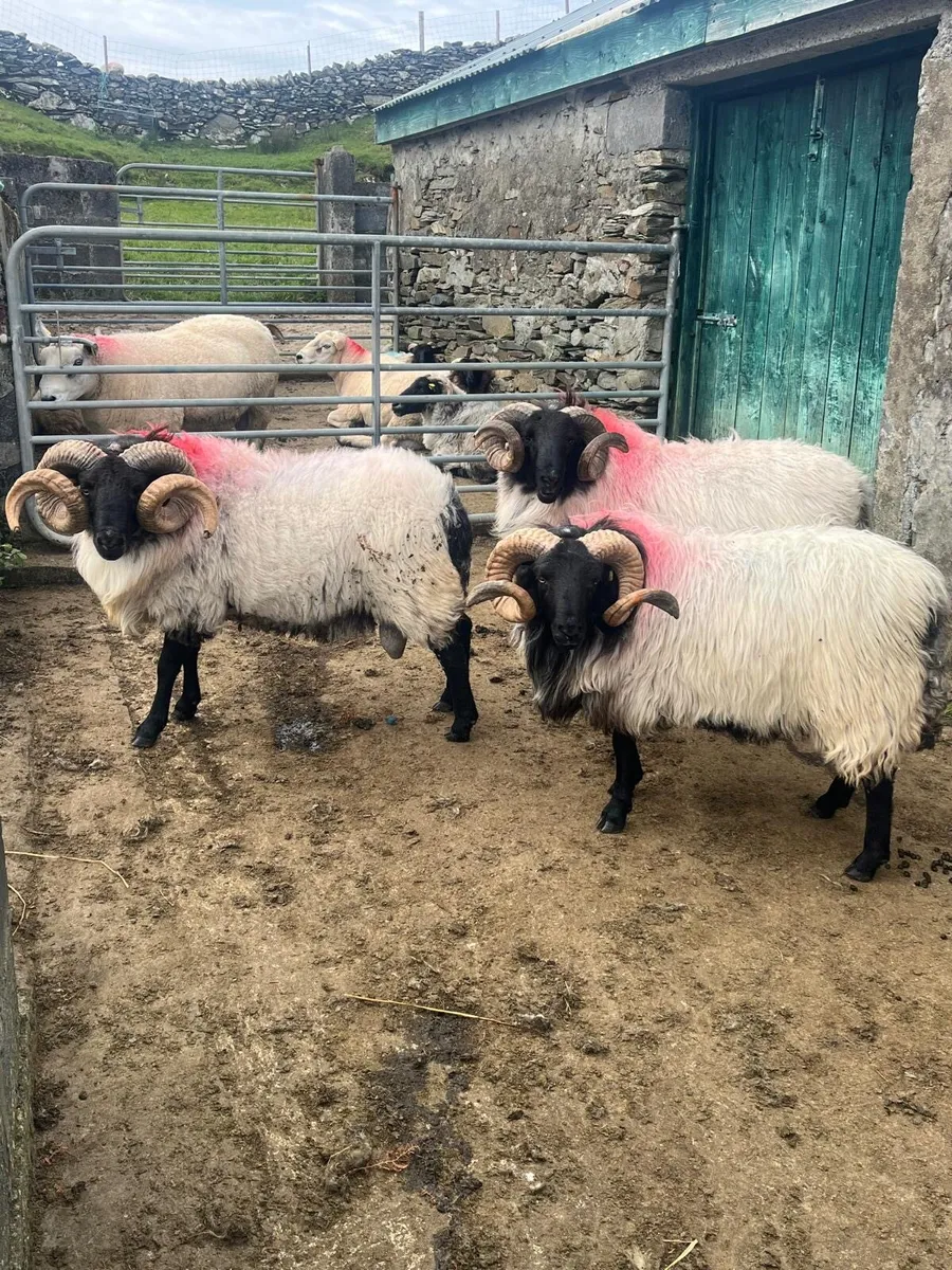 Rams - Image 2
