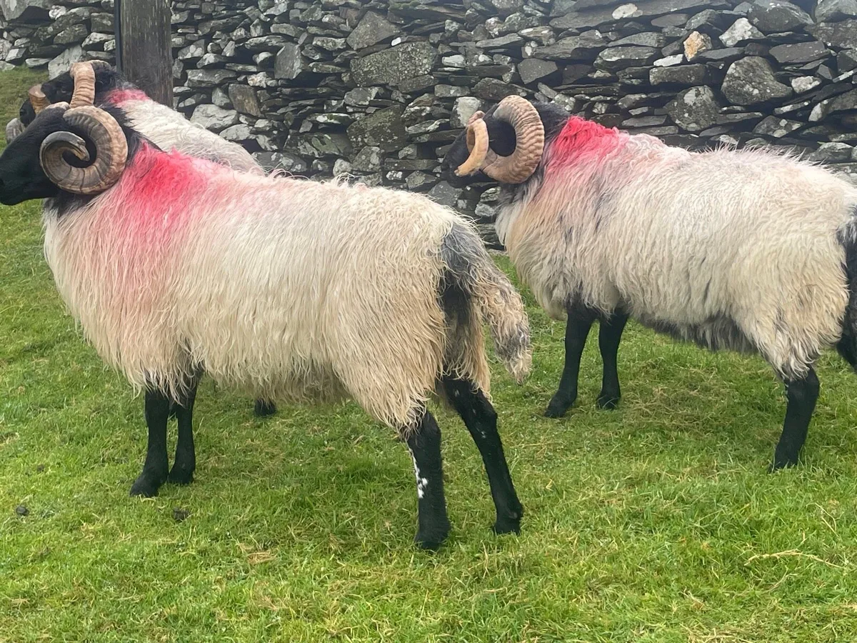 Rams - Image 3