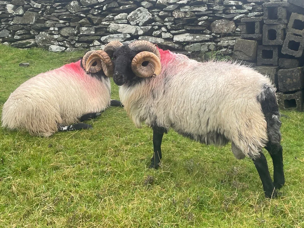 Rams - Image 4