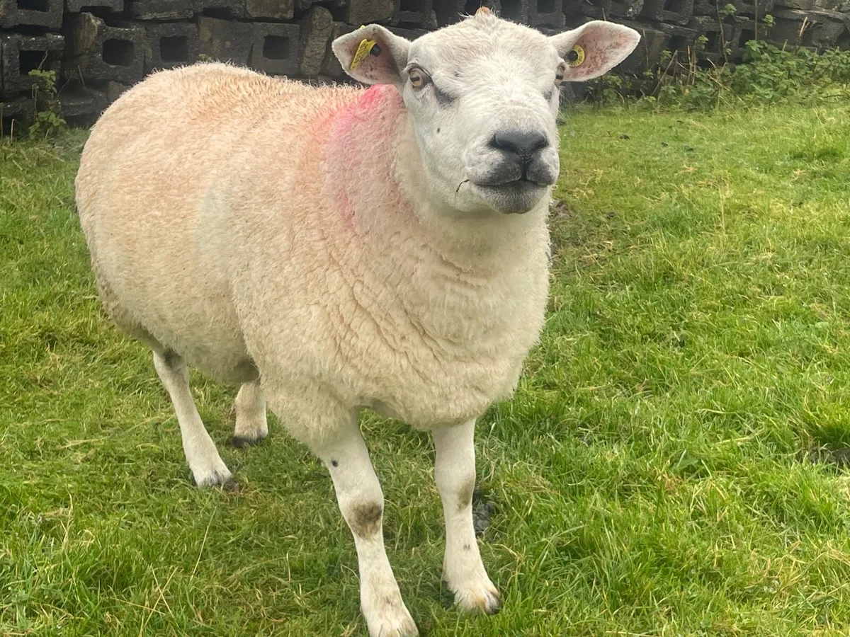Texel Ram - Image 1