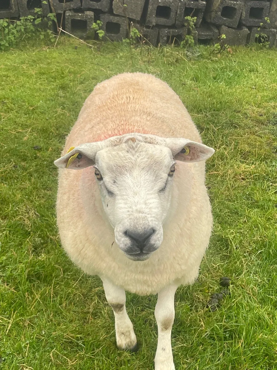 Texel Ram - Image 2