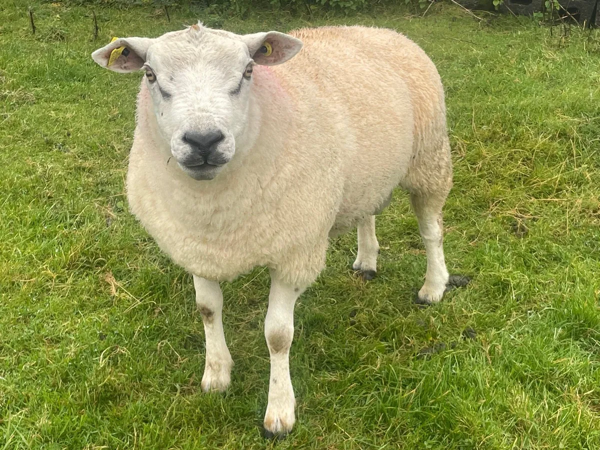 Texel Ram - Image 4