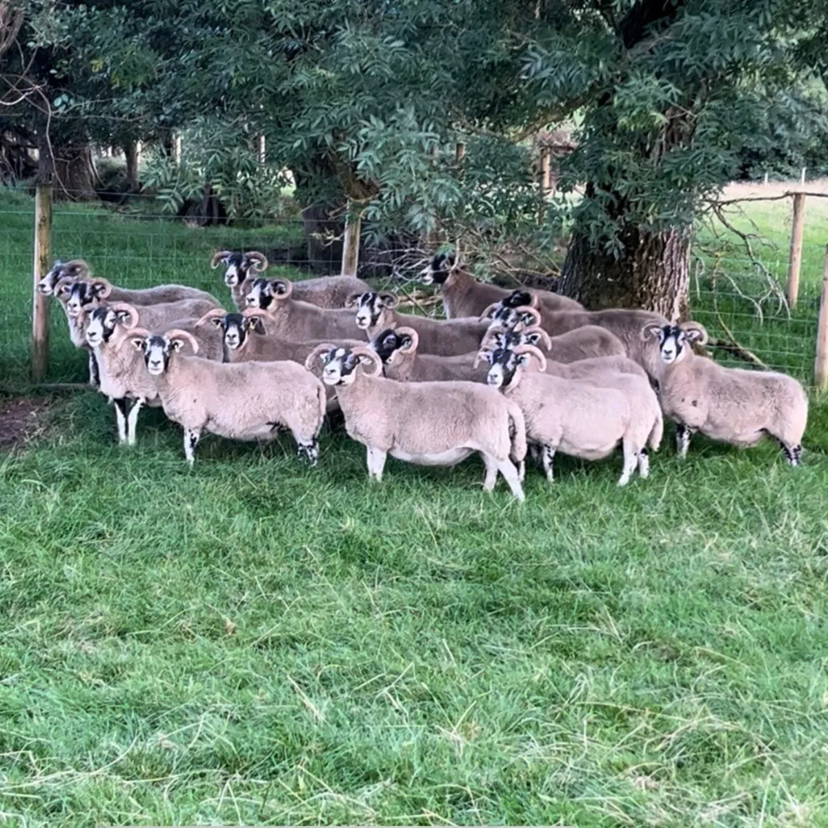 50 Cast Ewes Lanark Blackface