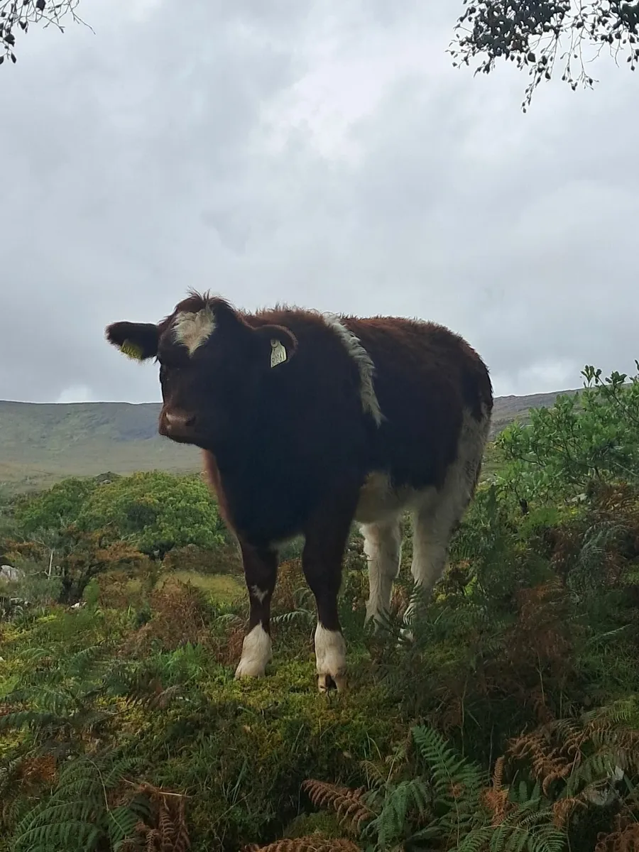 Livestock - Image 2
