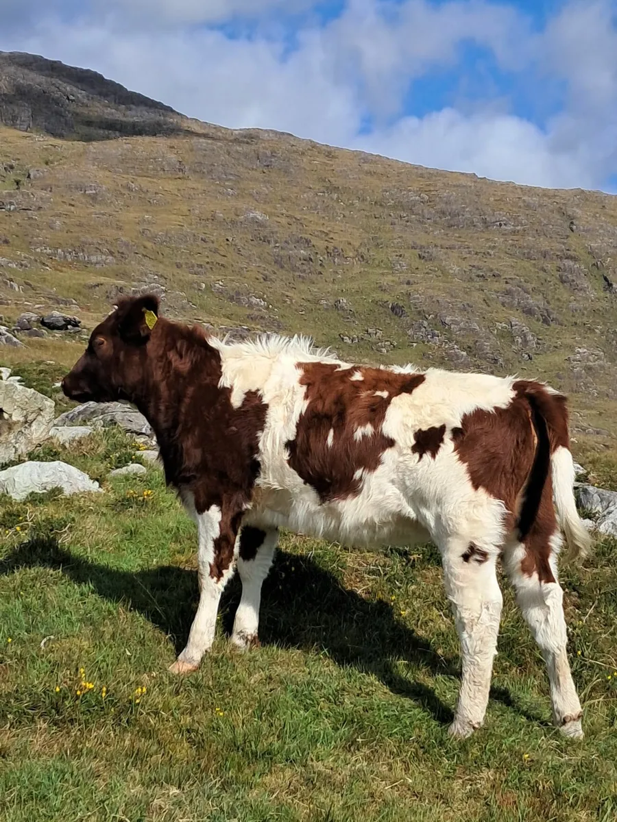 Livestock - Image 3