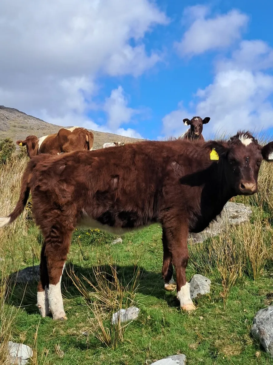 Livestock - Image 4