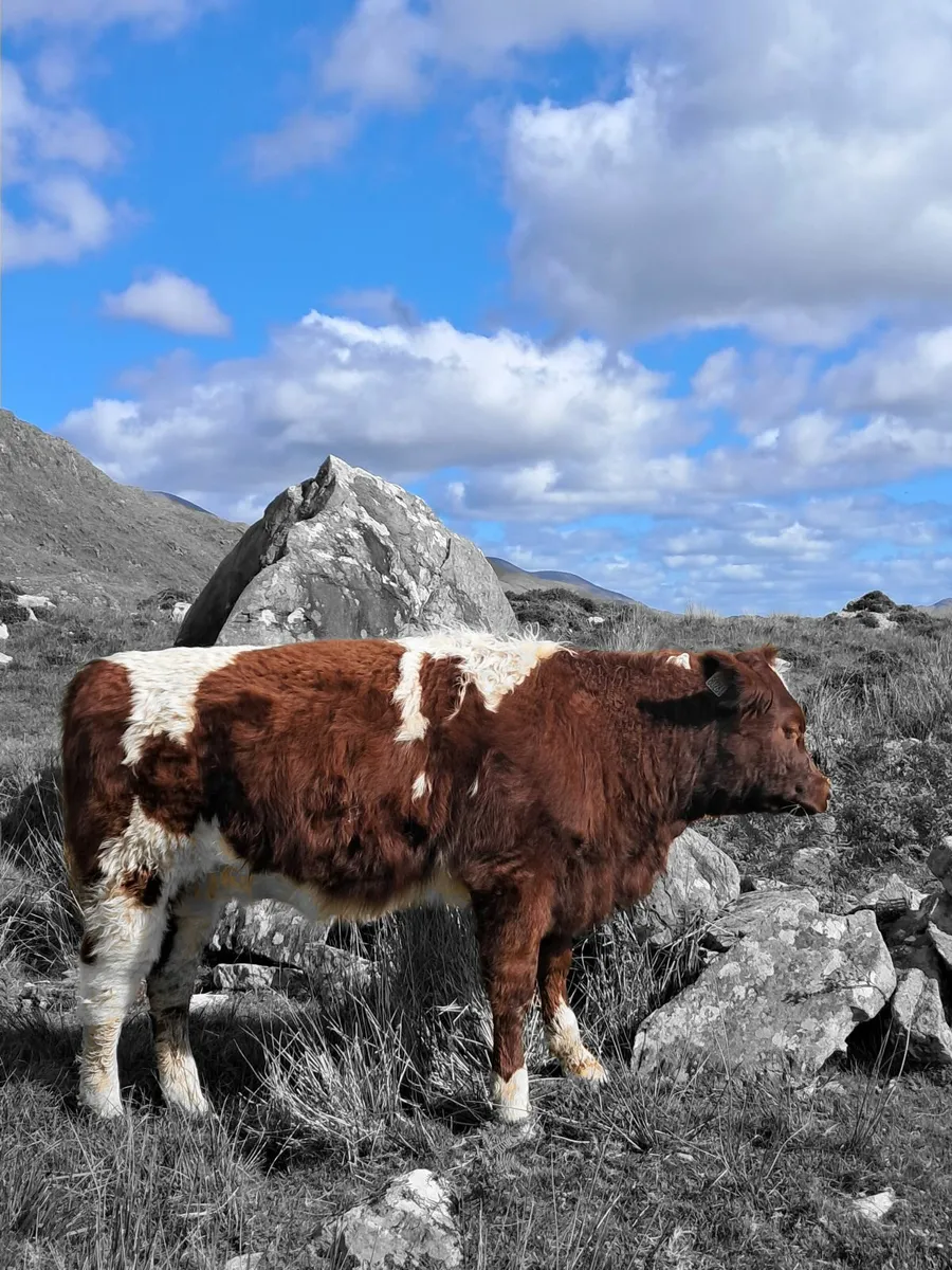 Livestock - Image 1