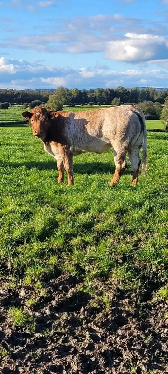 Roan heifer suitable to breed - Image 3