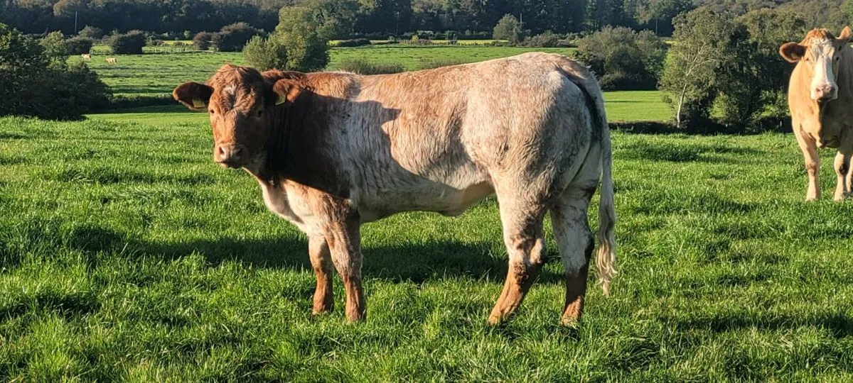 Roan heifer suitable to breed - Image 4