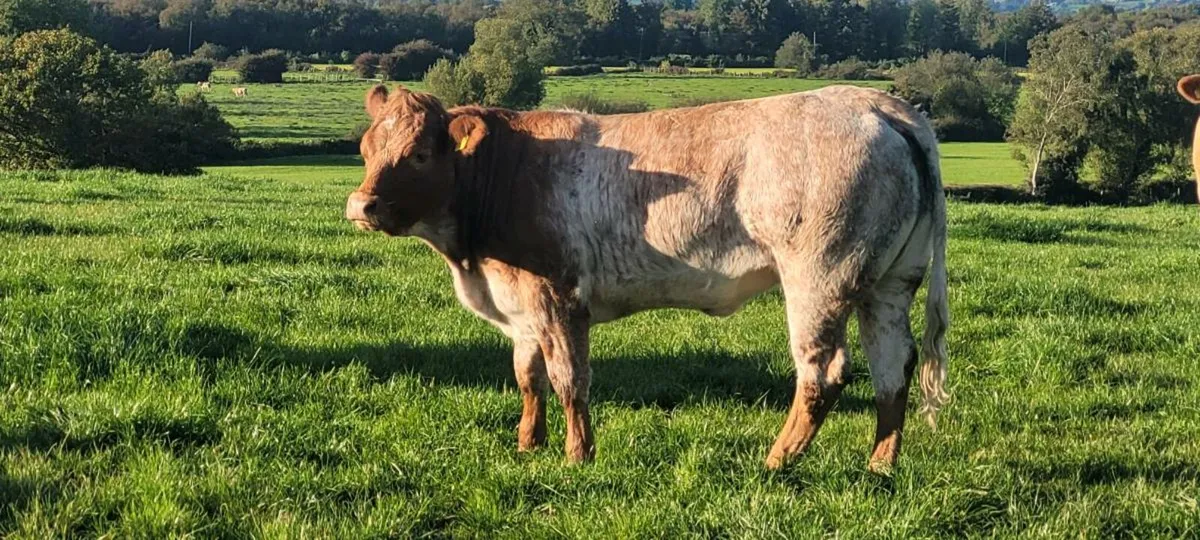 Roan heifer suitable to breed - Image 1