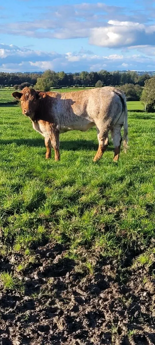 Roan heifer suitable to breed - Image 2