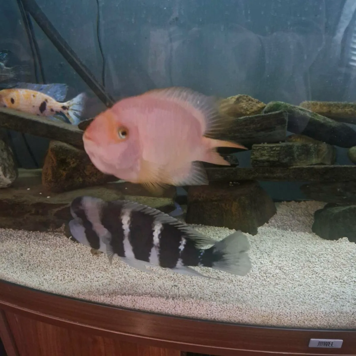 Fish Tank Jewel Vision 260 Ltr - Image 3