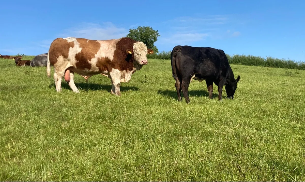 Simmental Bull - Image 2