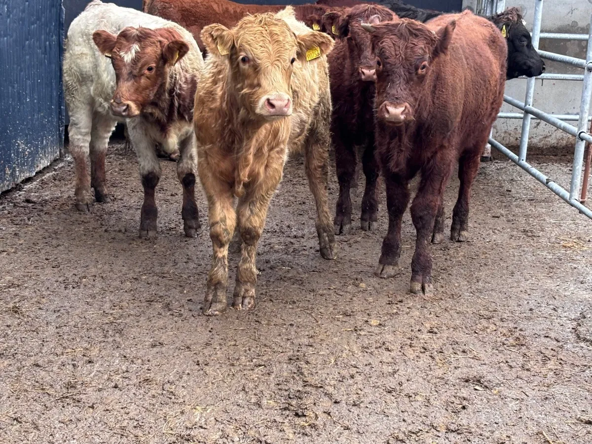 6 Charlaois & Limision bull Weanlings for sale - Image 3