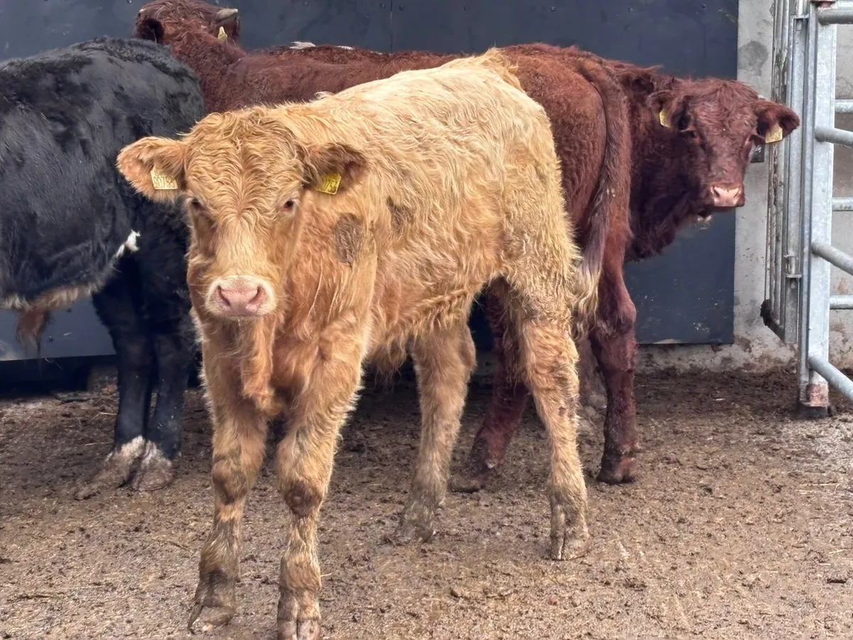 6 Charlaois & Limision bull Weanlings for sale - Image 4