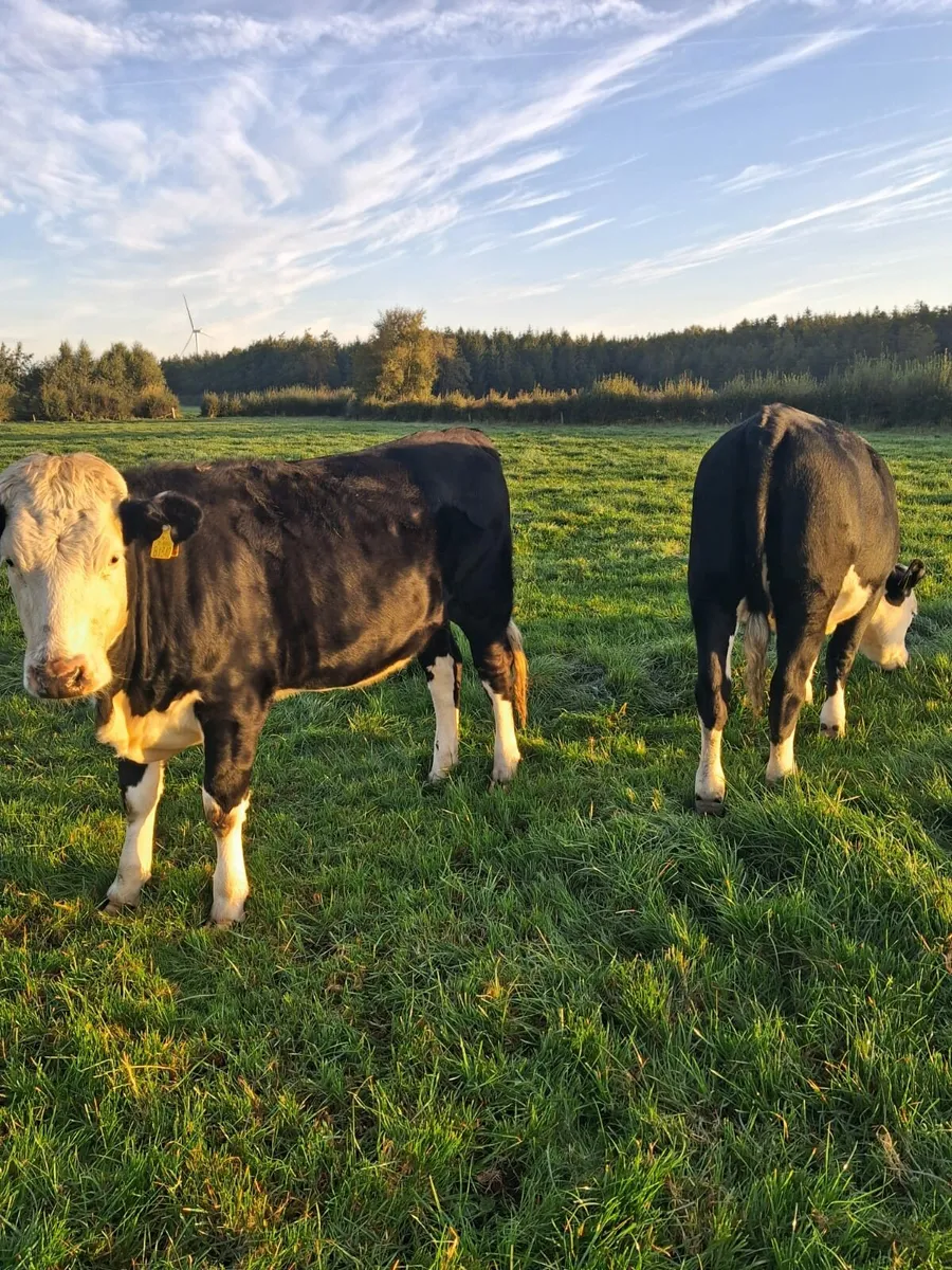 Aax heifers - top quality - Image 2