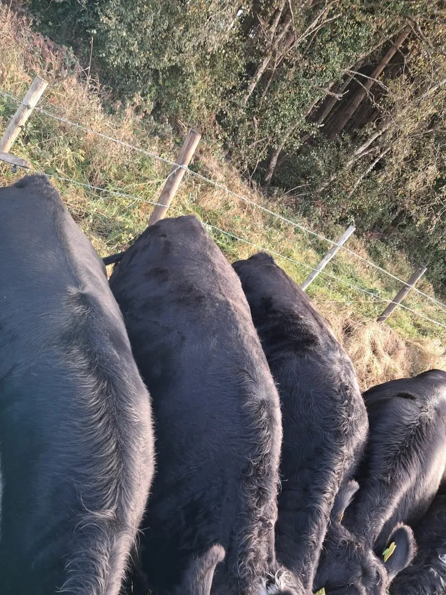 Aax heifers - top quality - Image 3