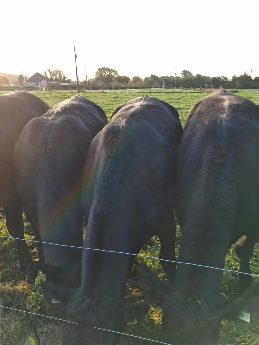 Aax heifers - top quality - Image 4