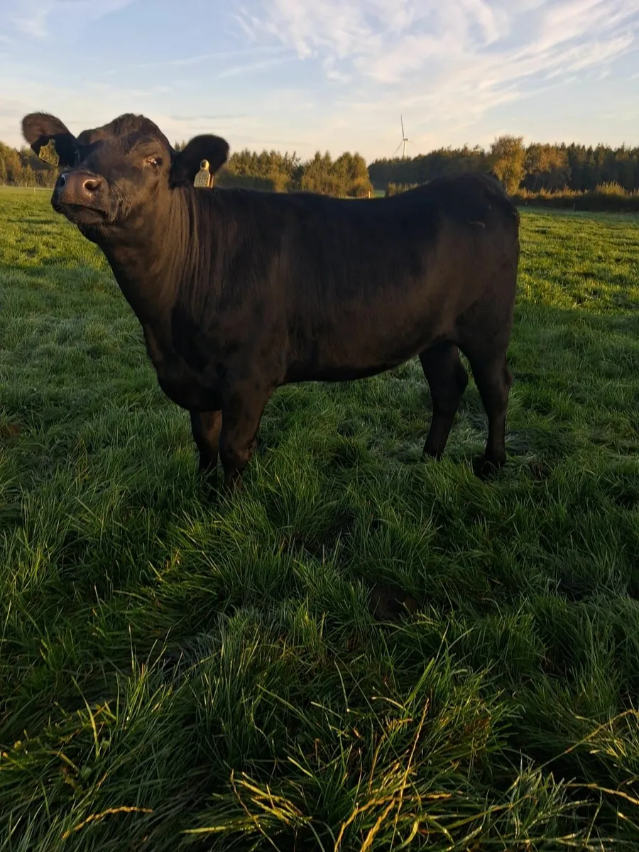 Aax heifers - top quality - Image 1