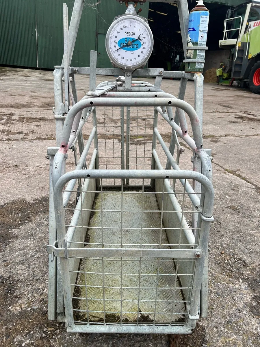 Sheep weigher - Image 2