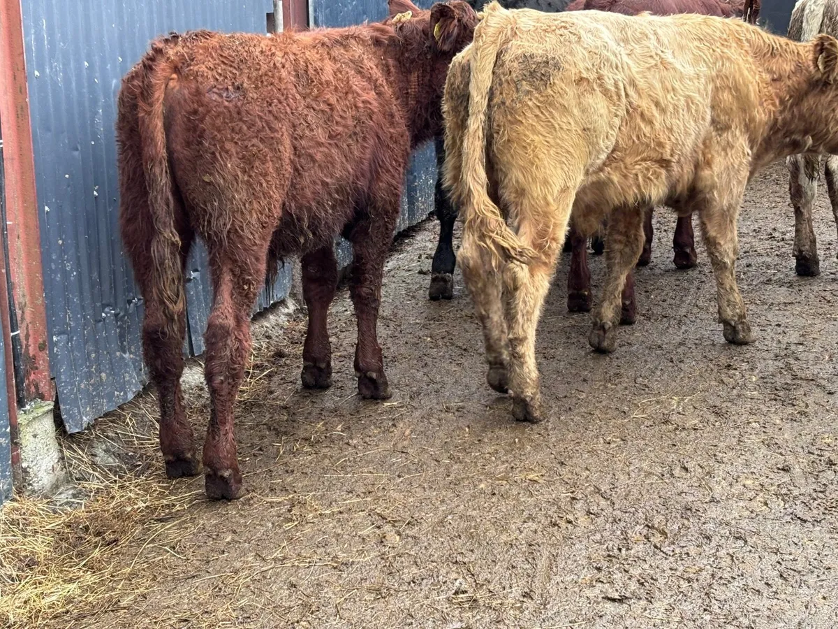 6 Charlaois & Limision bull Weanlings for sale - Image 1