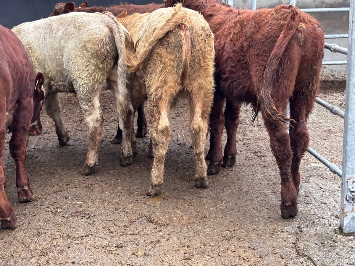 6 Charlaois & Limision bull Weanlings for sale - Image 2