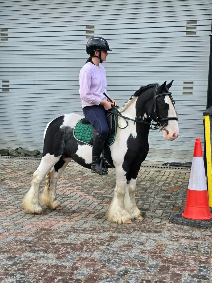 Rising 4 Piebald Cob - Image 1