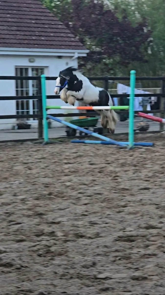 Rising 4 Piebald Cob - Image 2