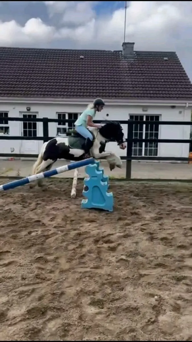 Rising 4 Piebald Cob - Image 3