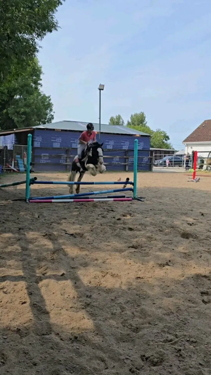 Rising 4 Piebald Cob - Image 4