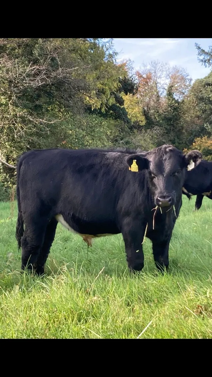 AA WEANLINGS - Image 1