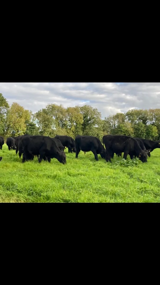AA WEANLINGS - Image 2