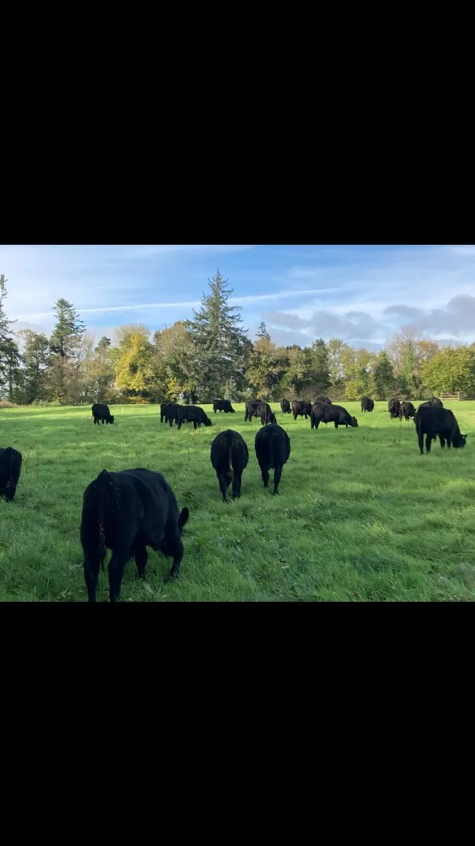 AA WEANLINGS - Image 3