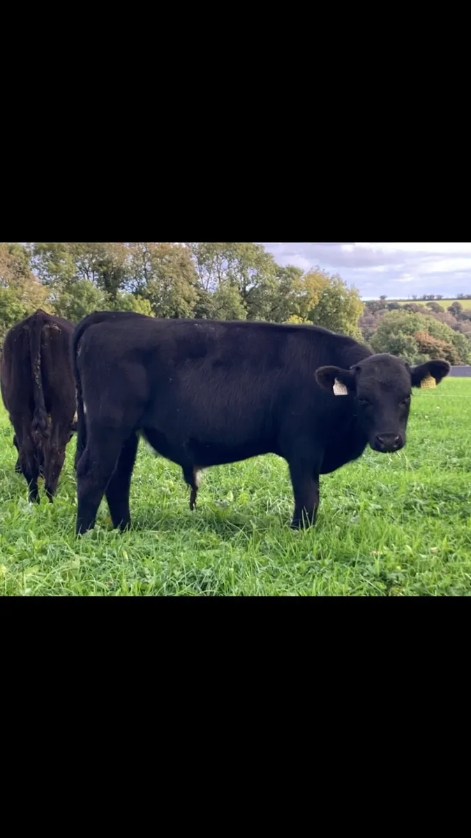 AA WEANLINGS - Image 4