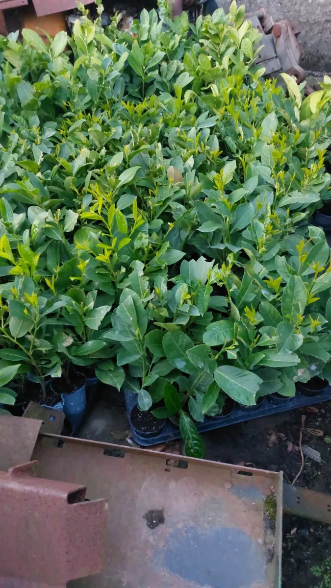 Laurel Hedging - Image 1