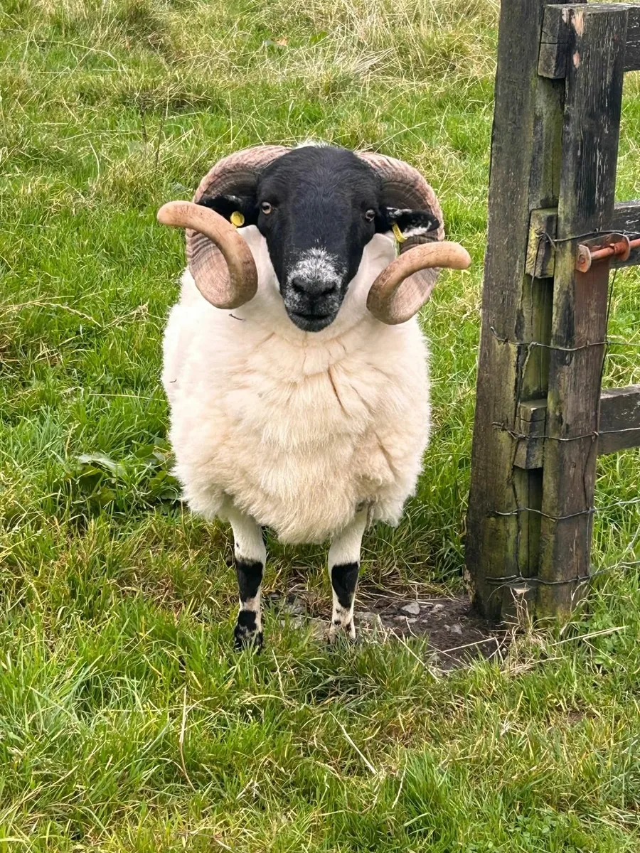 Hogget Ram SIS Approved - Image 1