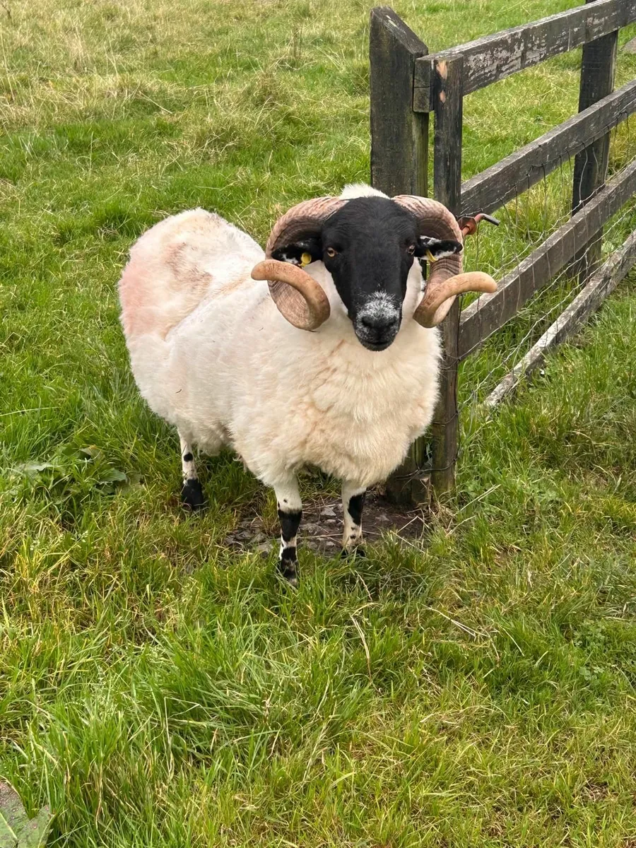 Hogget Ram SIS Approved - Image 2