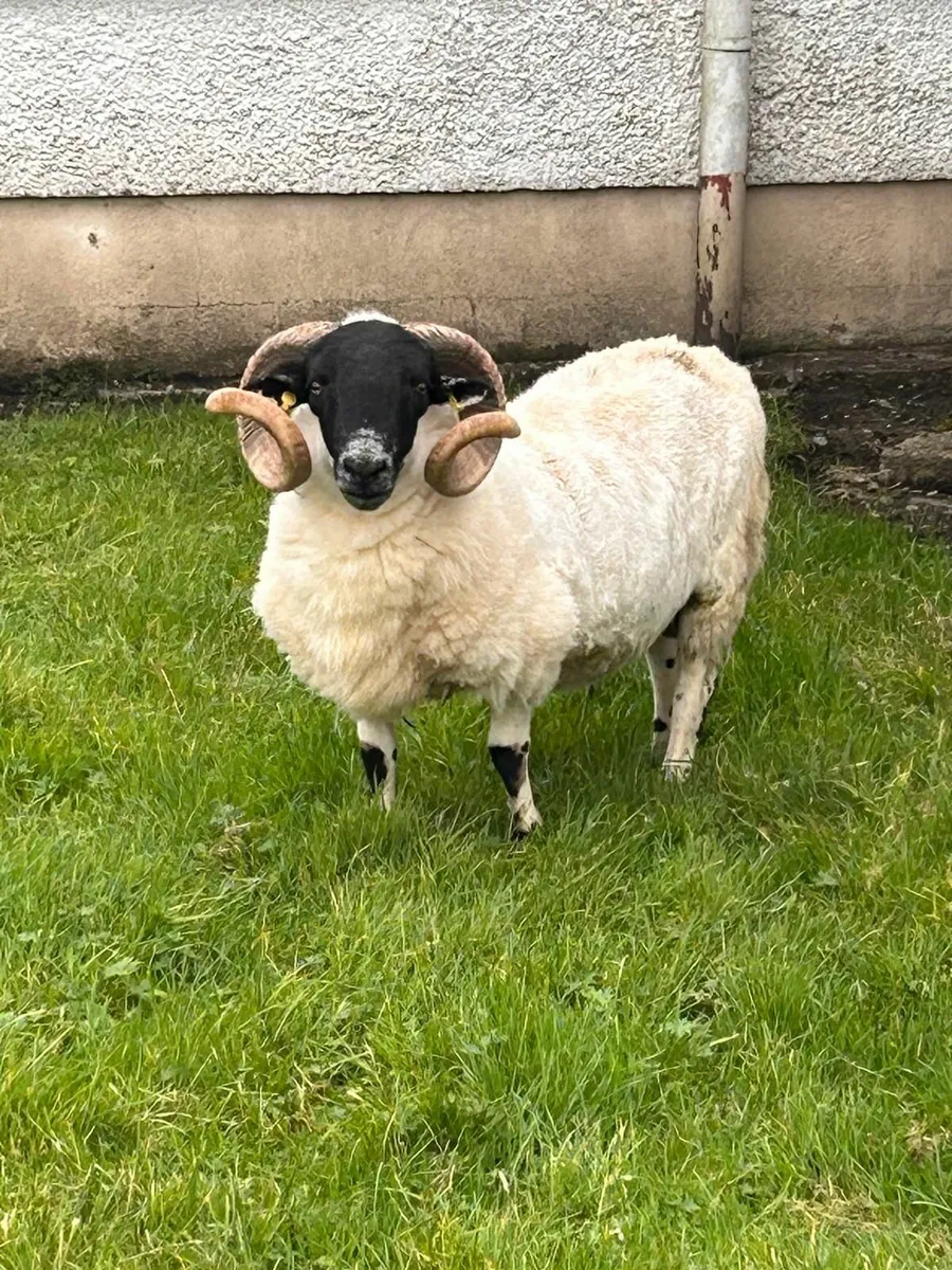 Hogget Ram SIS Approved - Image 3