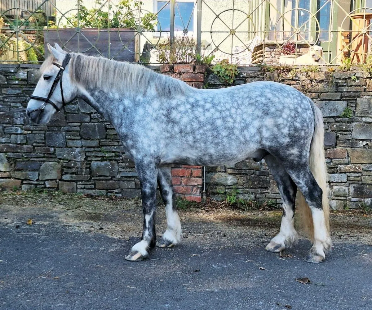 14.1 all rounder - Image 1