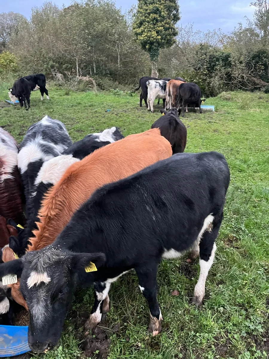Calves - Image 2