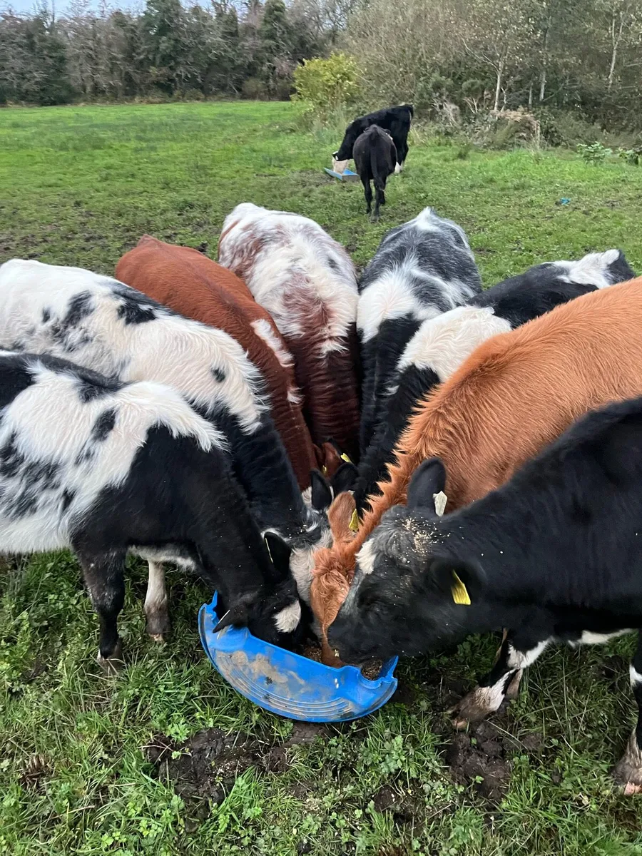 Calves - Image 3