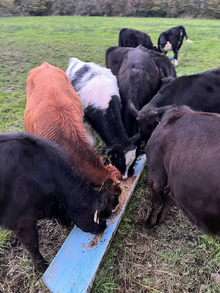 Calves - Image 4