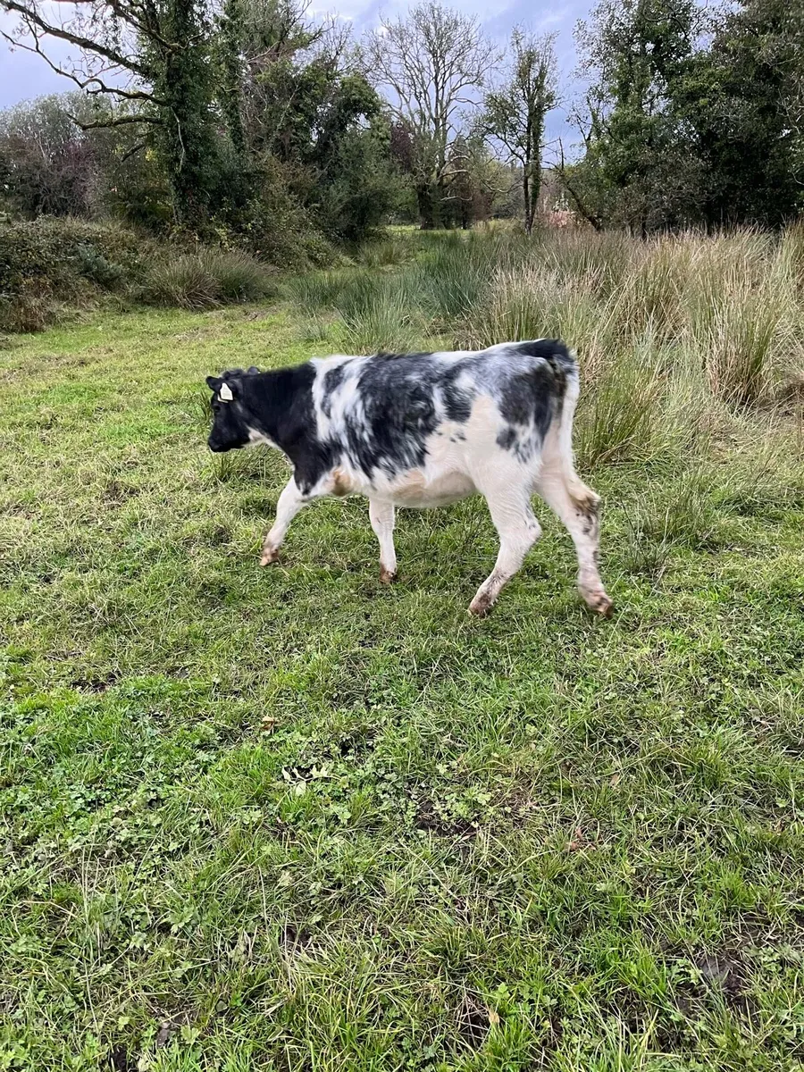 Calves - Image 1