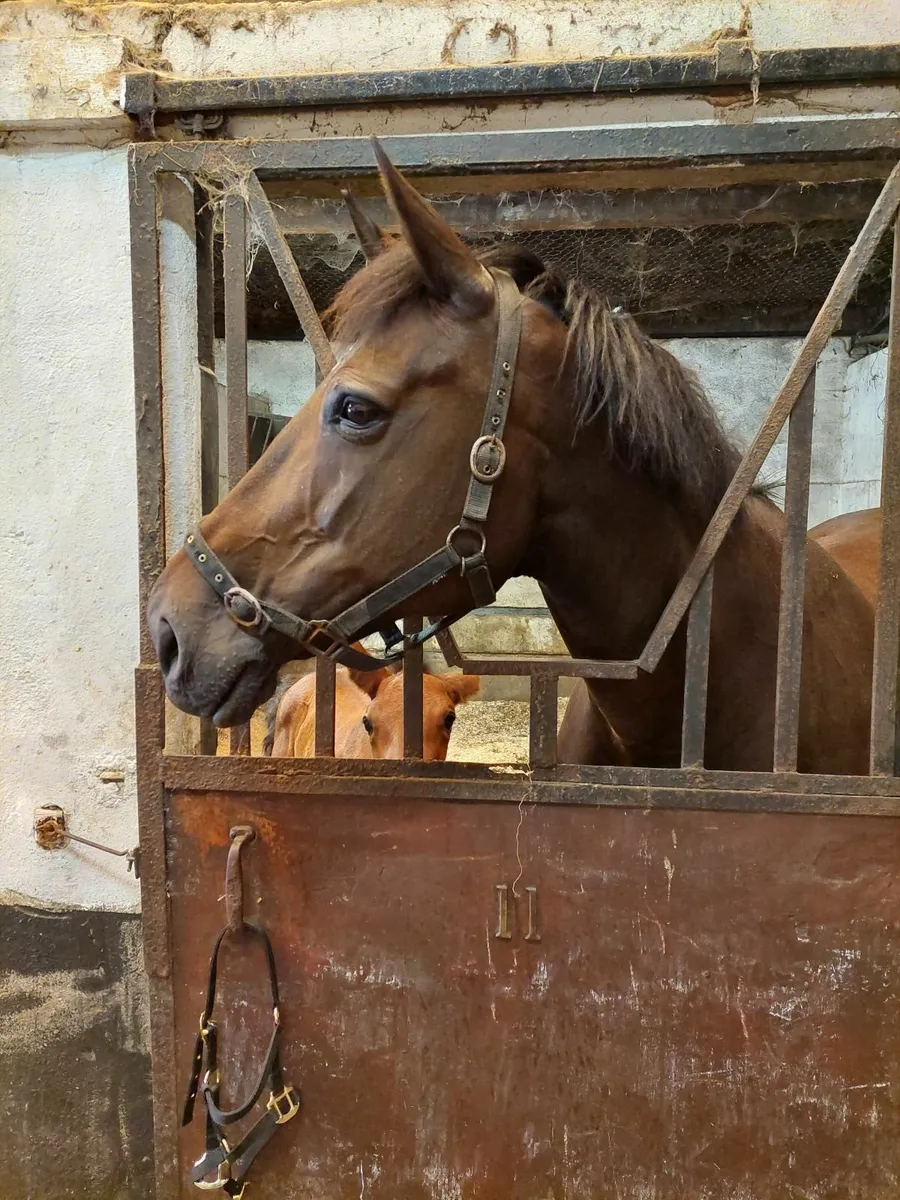Broodmare infoal - Image 1